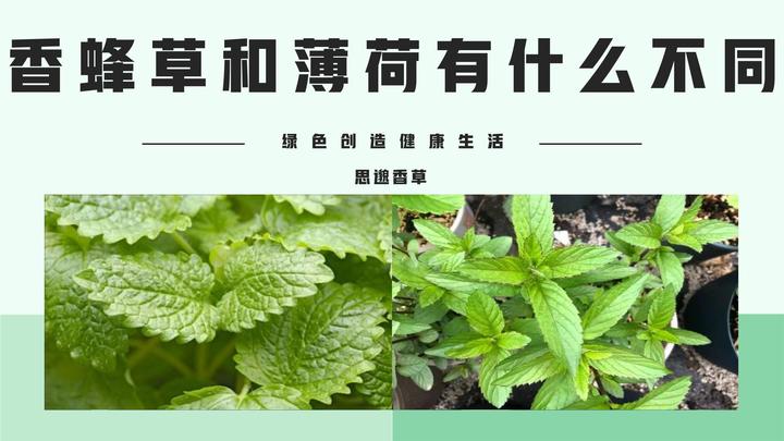 薄荷为什么是姨妈杀手的味道为什么在线