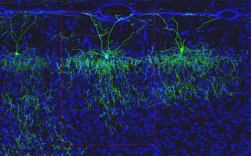 cell reports,世界各地的项目正在编目神经元,比如老鼠皮层的这些