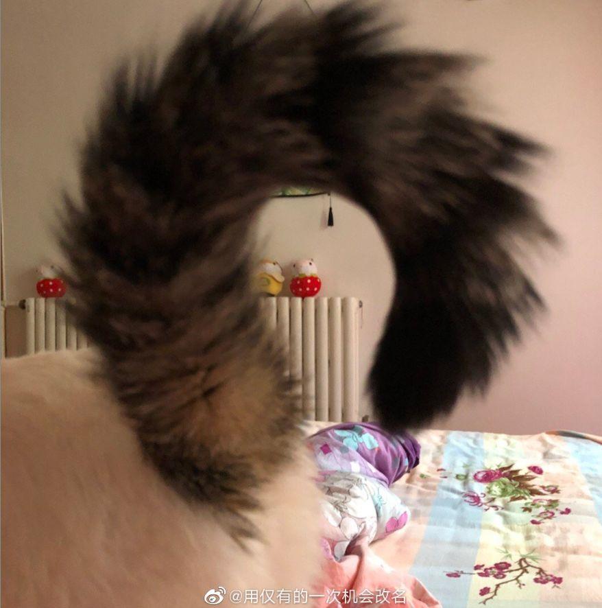 我怀疑这些猫的尾巴是被人装上去的