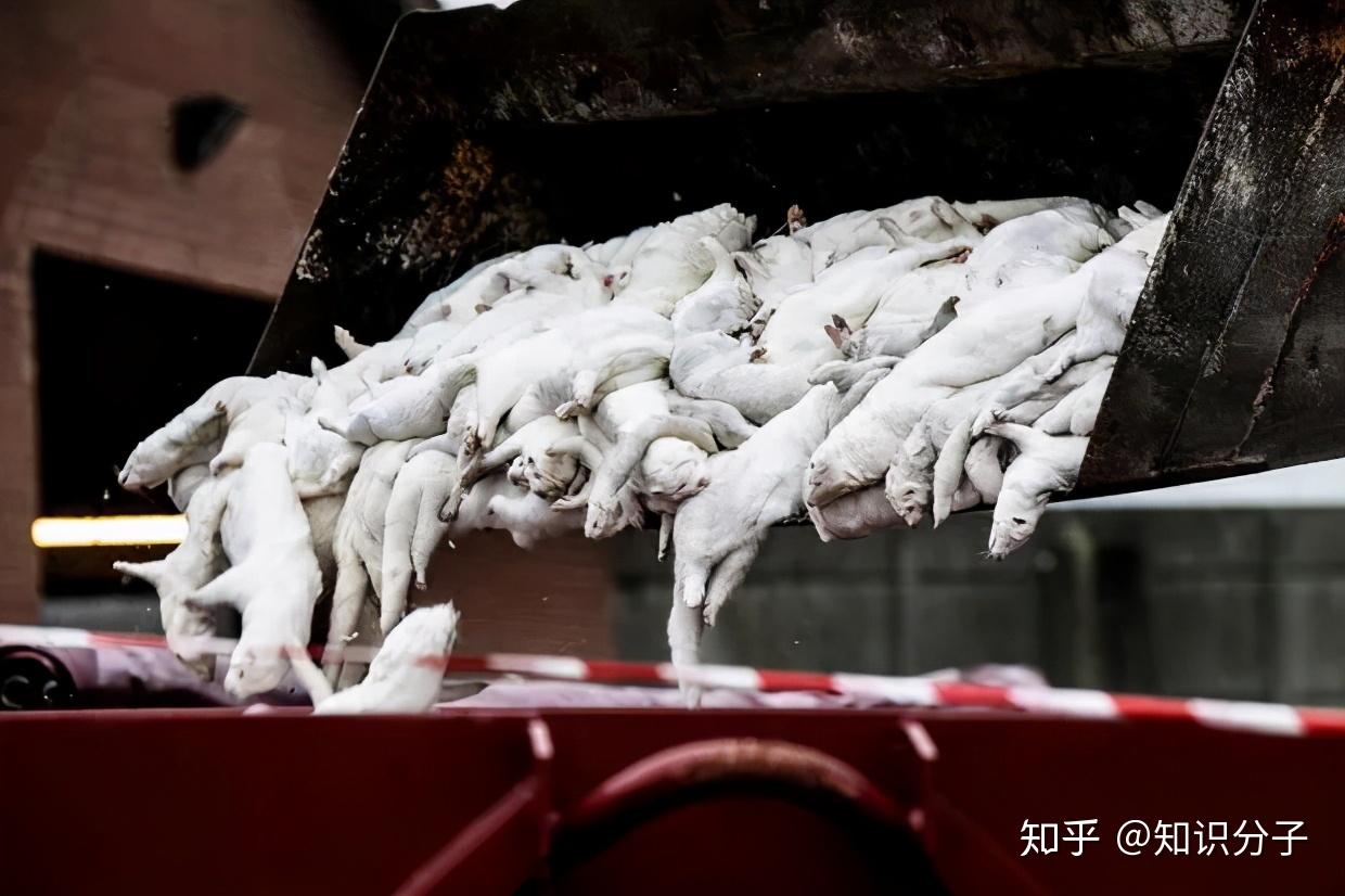 千万水貂遭扑杀新冠病毒貂传人意味着什么