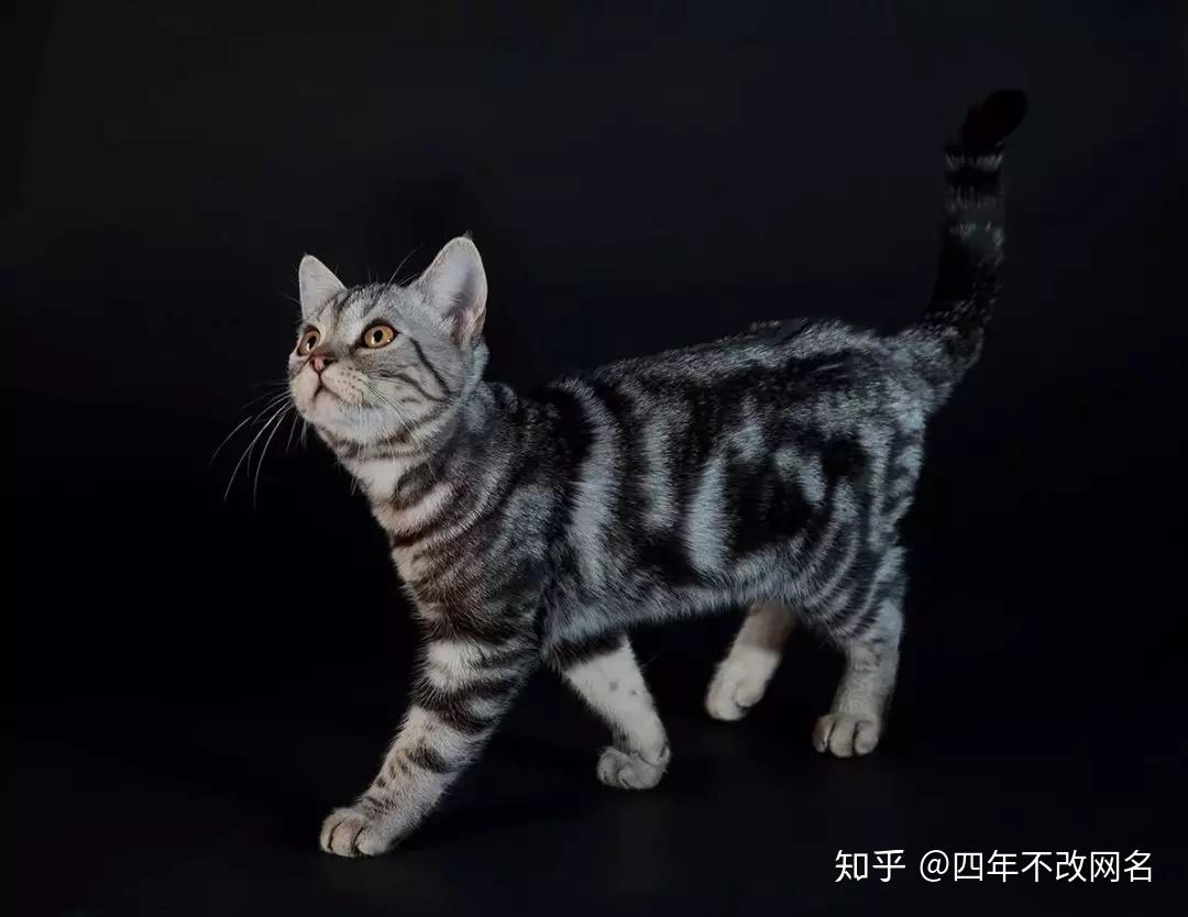 我家的这个，不是狸花猫！ - 知乎
