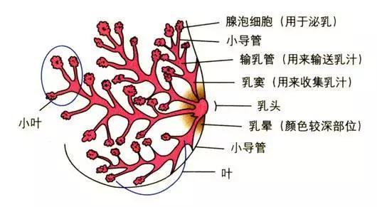 没人告诉你生完孩子后这4处器官会移位变形如何恢复速看