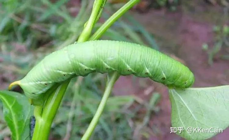 头上有黄色独角的青绿色虫子是什么?