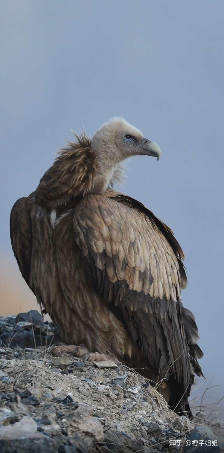 10月21日蚂蚁森林之神奇物种的新发现高山兀鹫