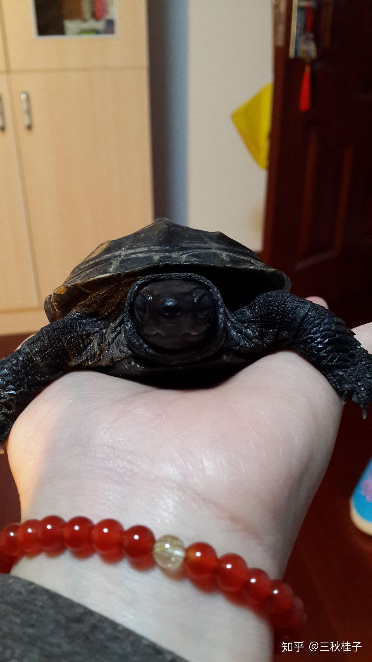 乌龟为什么叫"乌"龟,乌是颜色吗? - 知乎