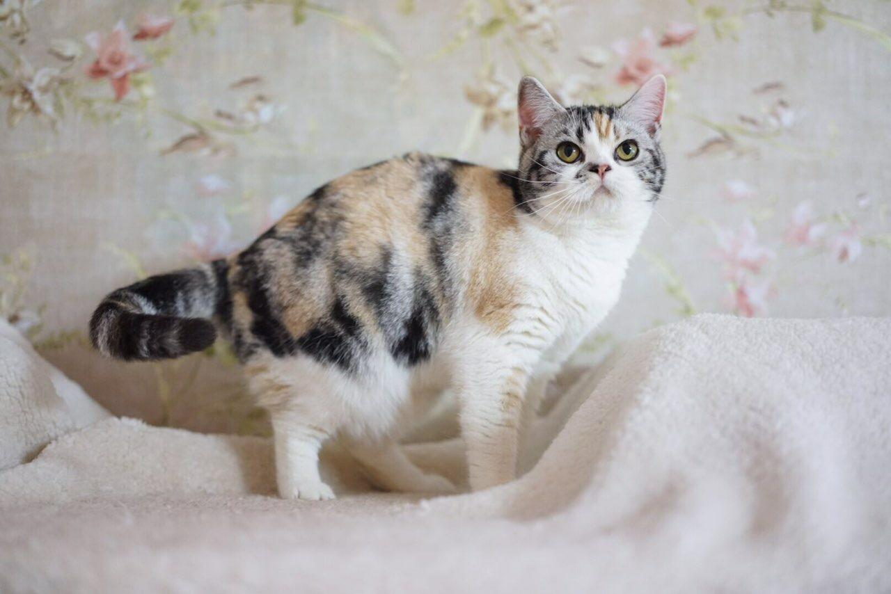 cfa注册美国短毛猫舍美短多种颜色图组