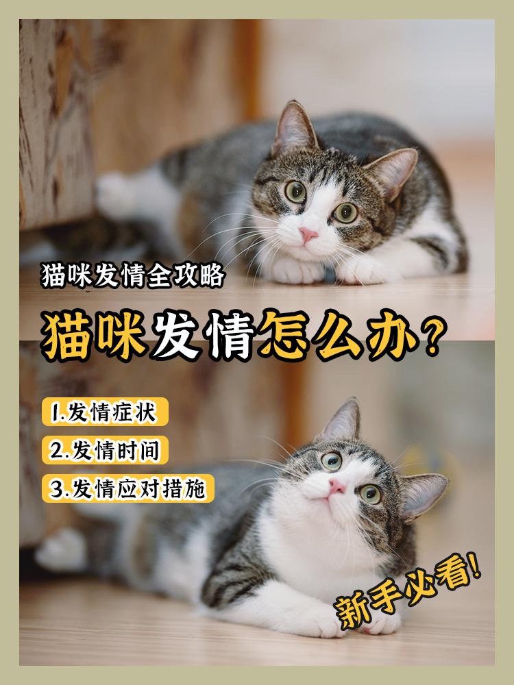 猫咪发情怎么办?科学应对发情期! - 知乎