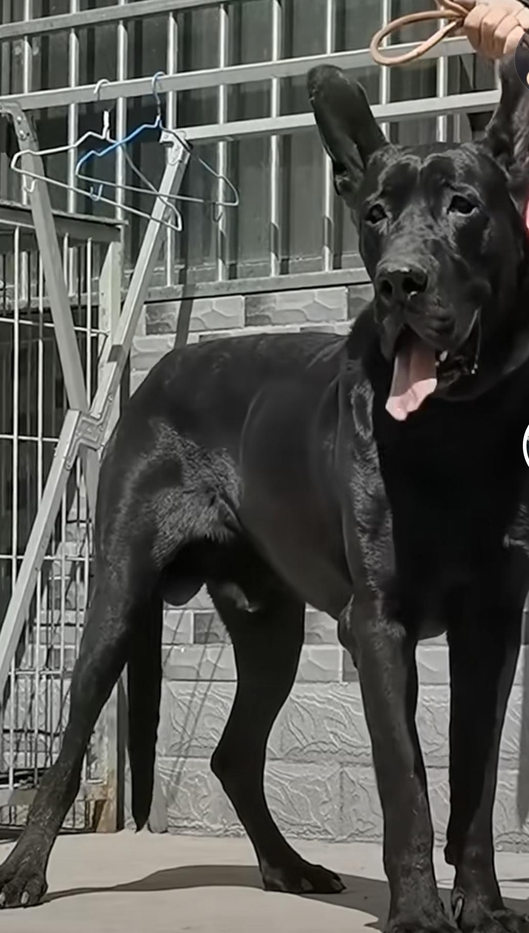 就是纯黑色.黑狼犬身材较大体型威武,强劲