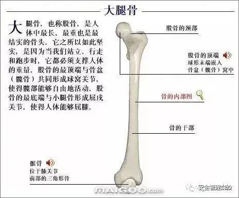 人体骨骼结构图 - 知乎