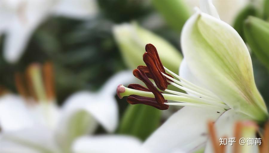 克制的柔情芦丹氏铁百合