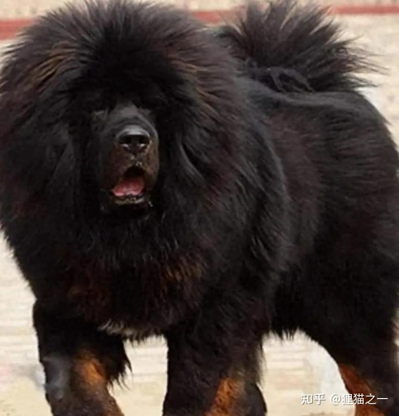 被人遗忘的藏狮！是比藏獒还凶猛的中华犬种，藏民心中的“神犬” - 知乎