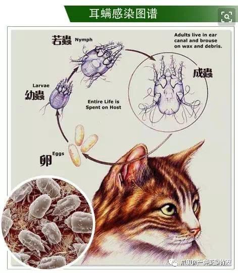 關於貓咪耳朵疾病你瞭解多少