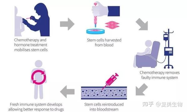 关于干细胞回输的一些事 知乎 5626