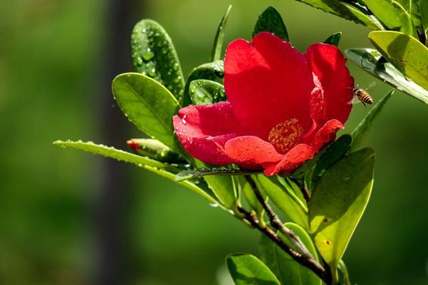 濒危灭绝的杜鹃红山茶 四季开花 遇见请珍惜 知乎