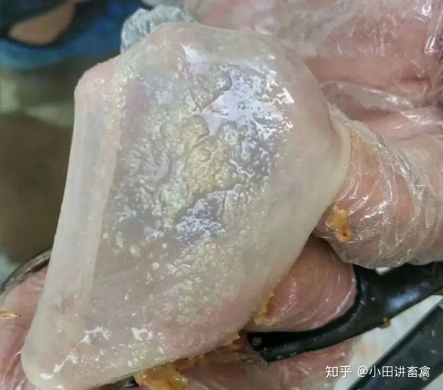 嗉囊下羽毛潮湿通常都认为是白色念珠菌感染,嗉囊内膨大水胀,临床常见