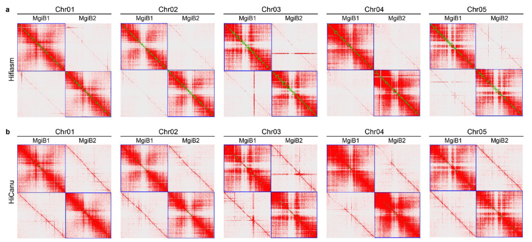 Nat Plants 重磅! HapHiC: 对单倍型解析组装进行染色体水平的scaffolding - 知乎