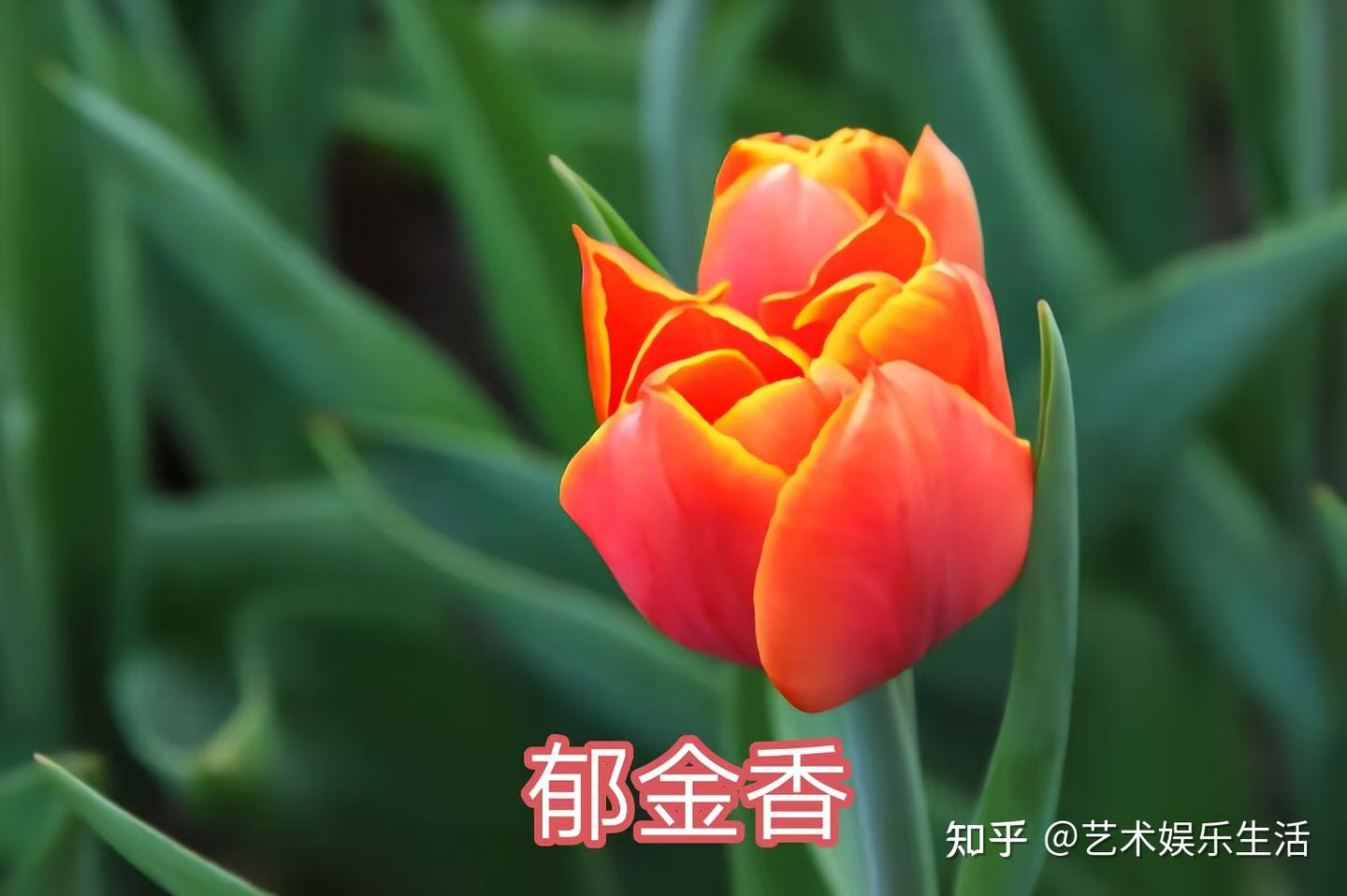 97种世界各国的国花