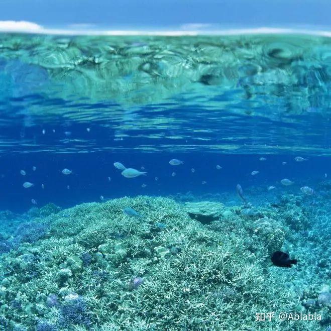 微观飞纳台式sem带你看硅藻