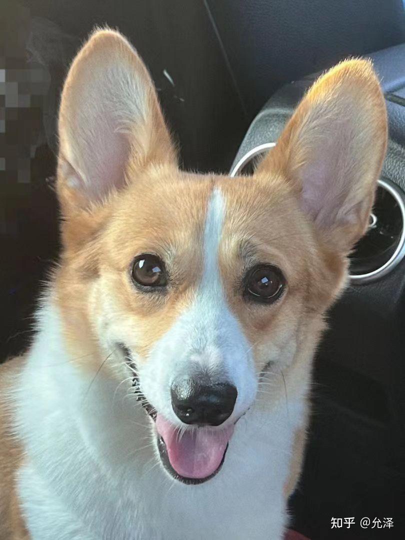 柯基狗狗确诊神经炎,诊断及治疗经验,总结分享 - 知乎