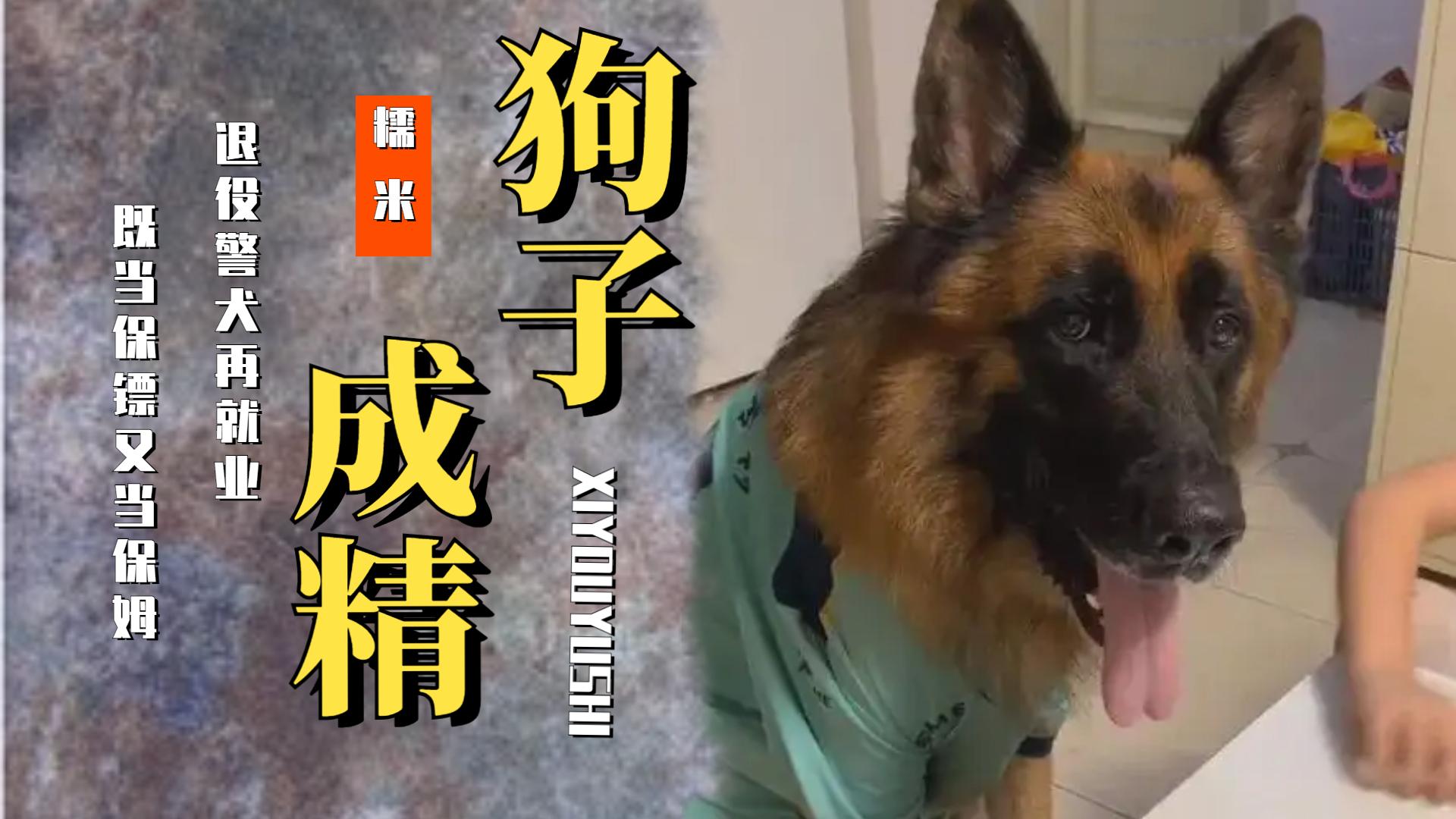 糯米警犬图片