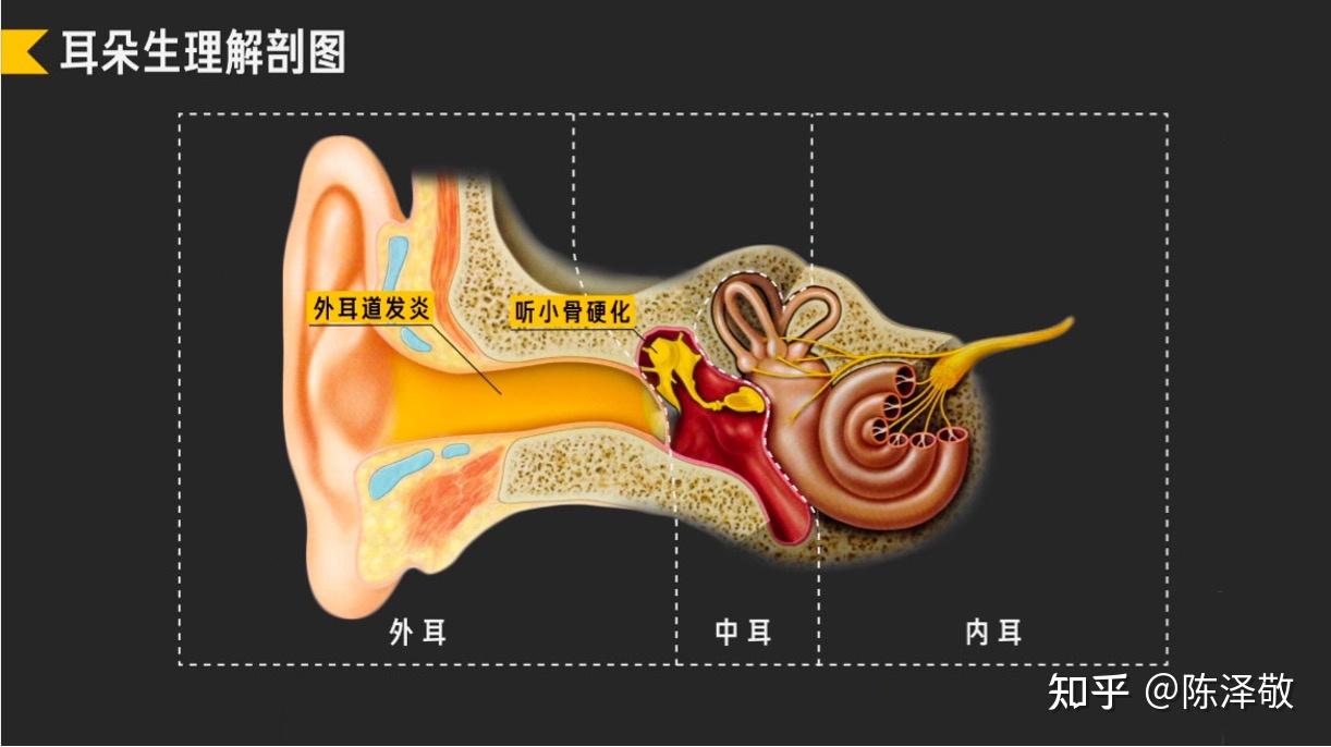 听觉和心理之间存在什么关系? - 知乎