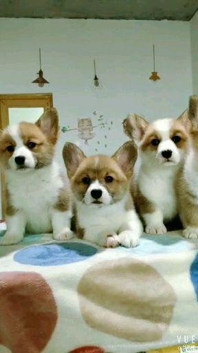 新手如何养柯基 知乎