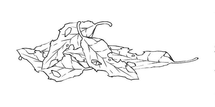 3秒画枯叶!漫画场景枯叶的简单画法!