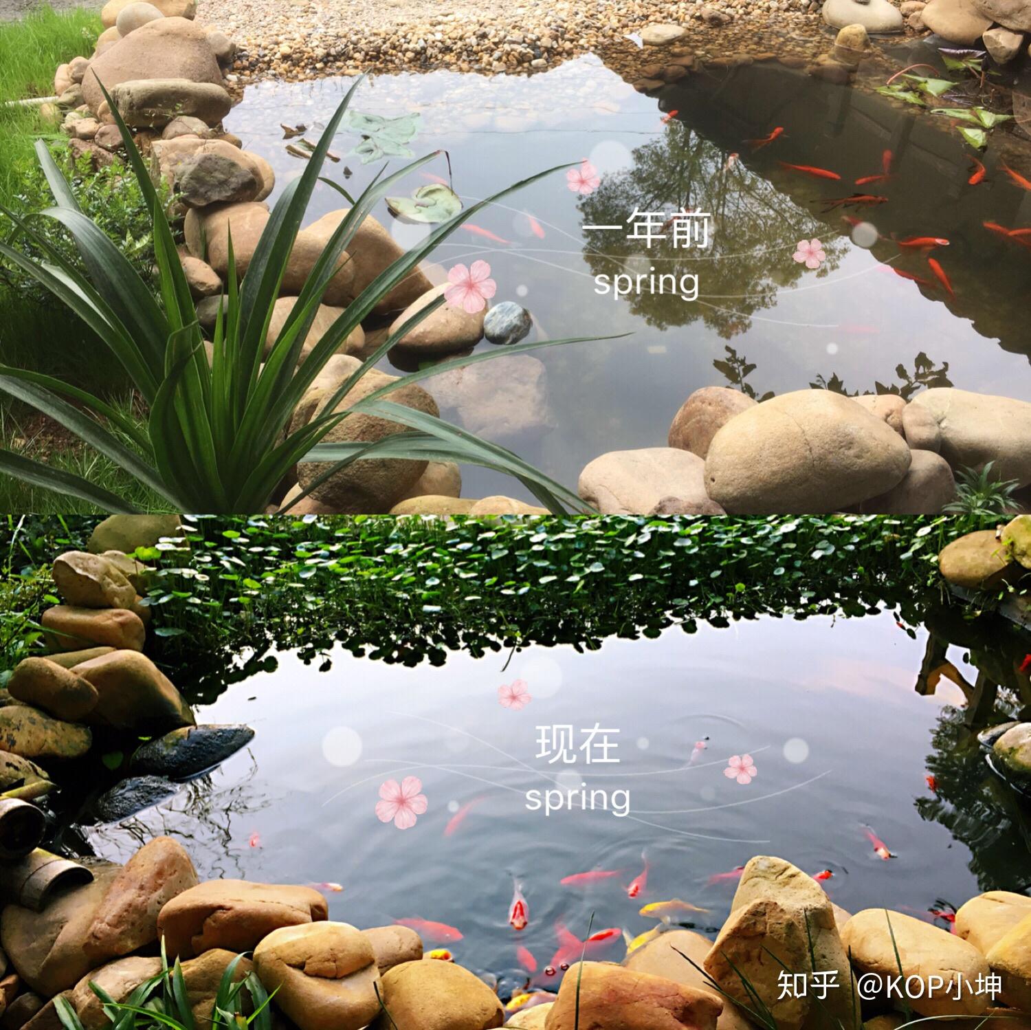 景观鱼池智能高效生态活水系统让养鱼变得简单有趣 ，让池水变得健康洁净。