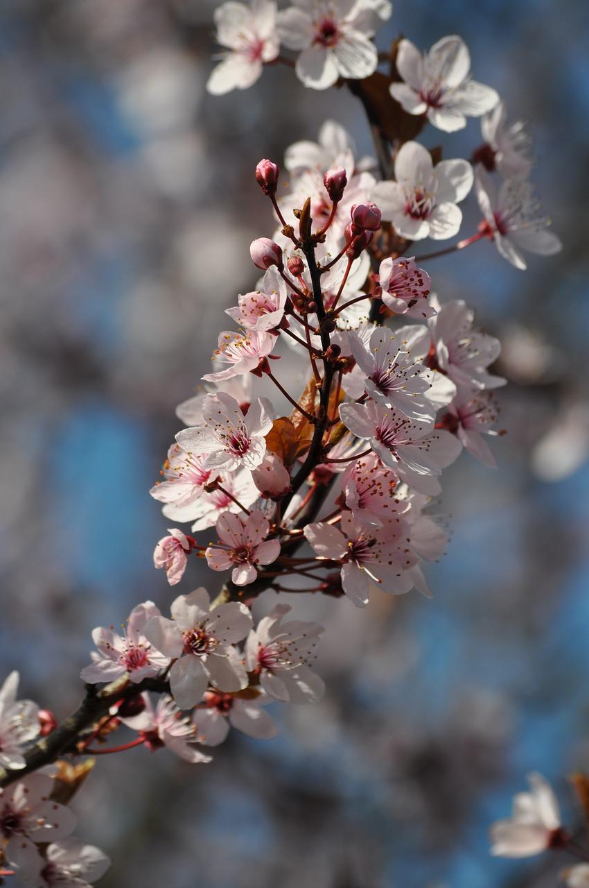 腊梅花枝如何种