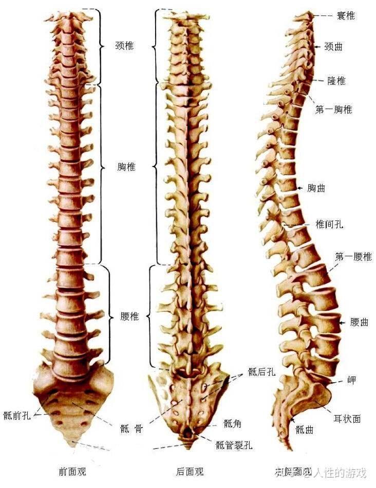 人体最长的骨是图片