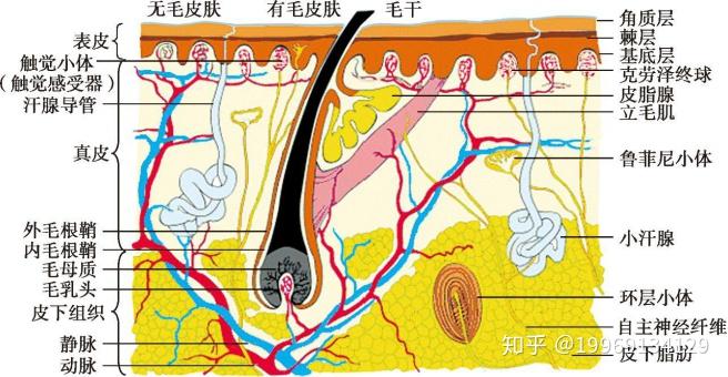临床皮肤学——皮肤 - 知乎