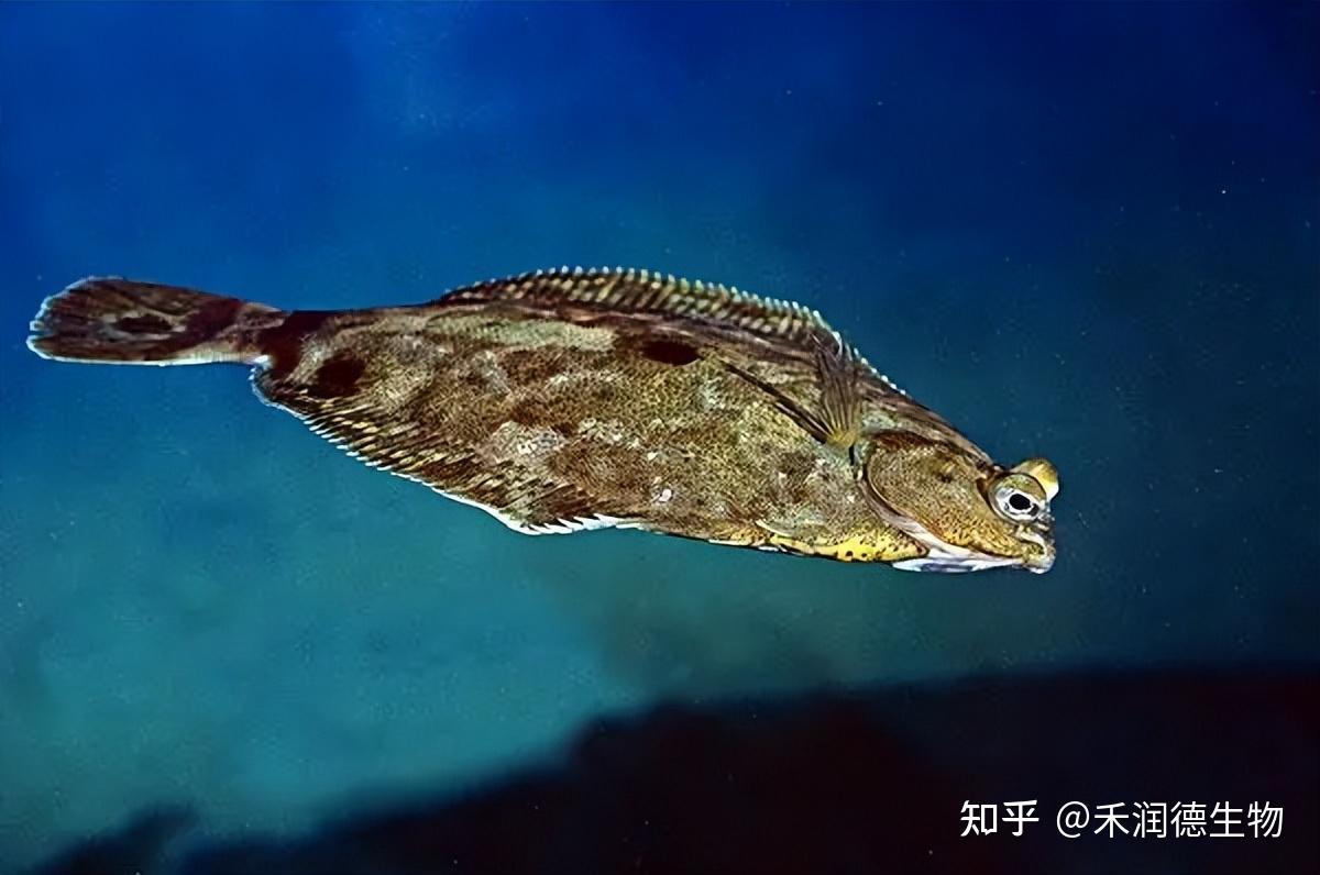 牛至油、肉桂醛等植物精油在大菱鲆体内体外抑制弧菌中的作用 - 知乎