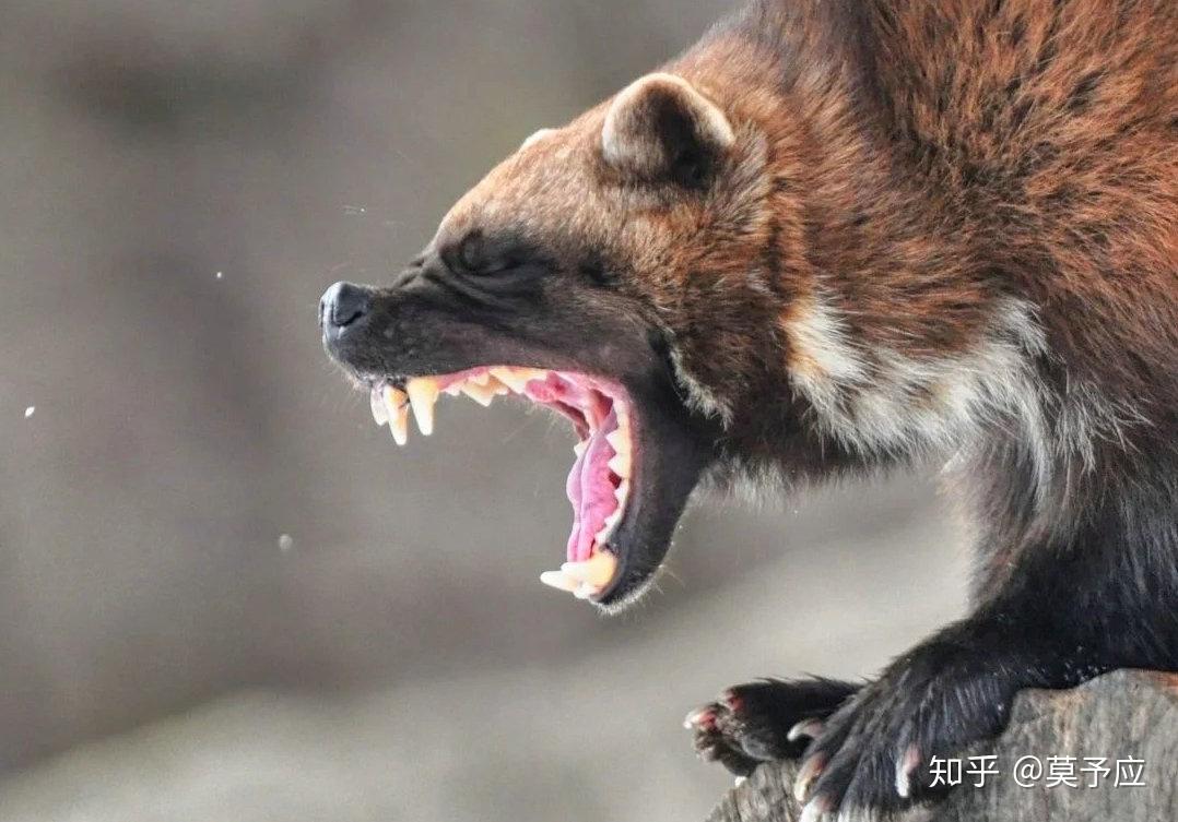 蜜獾，袋獾和狼獾如果放一起打起来谁能获胜？ - 知乎