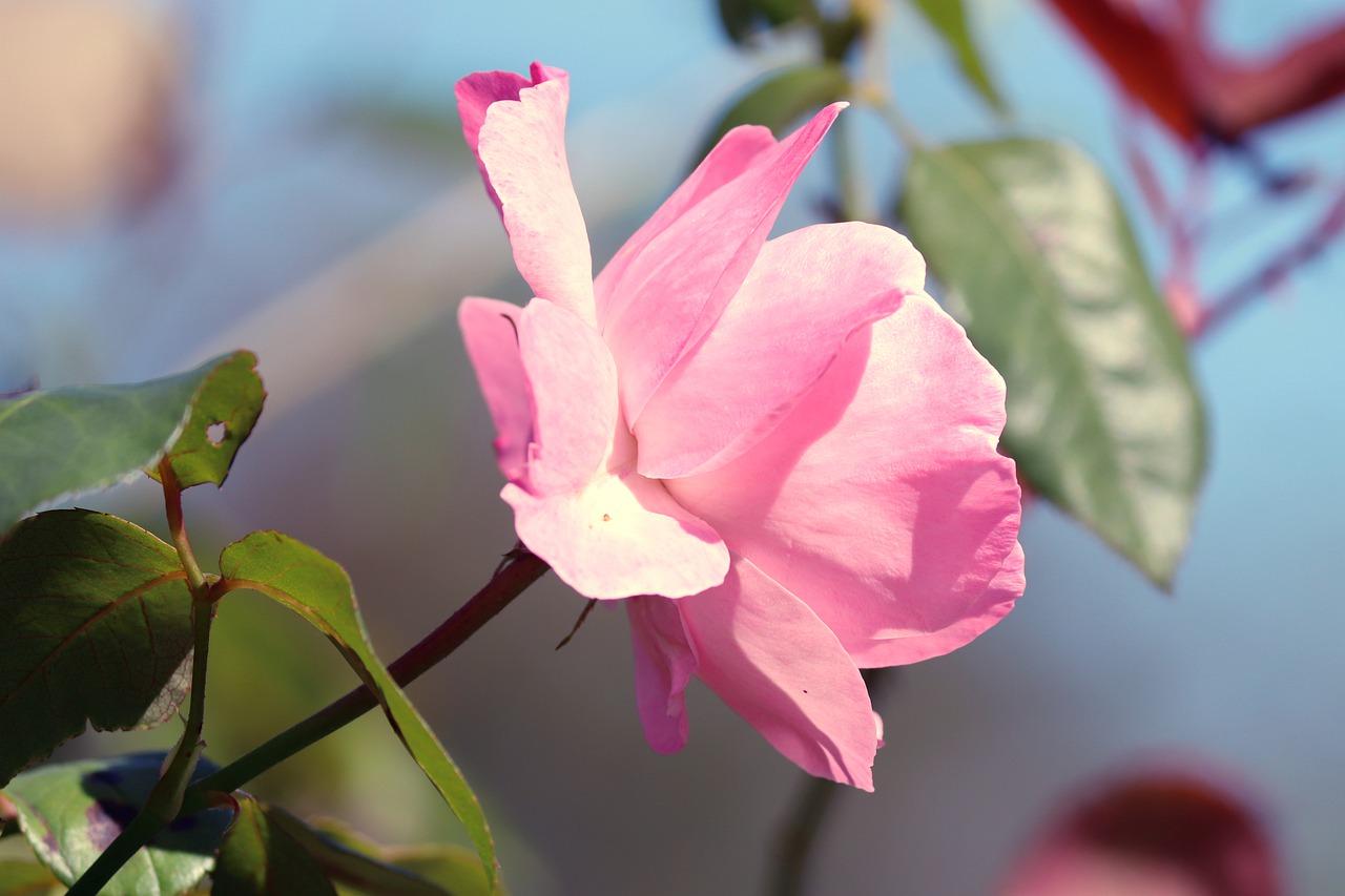 4. 名贵海棠花种