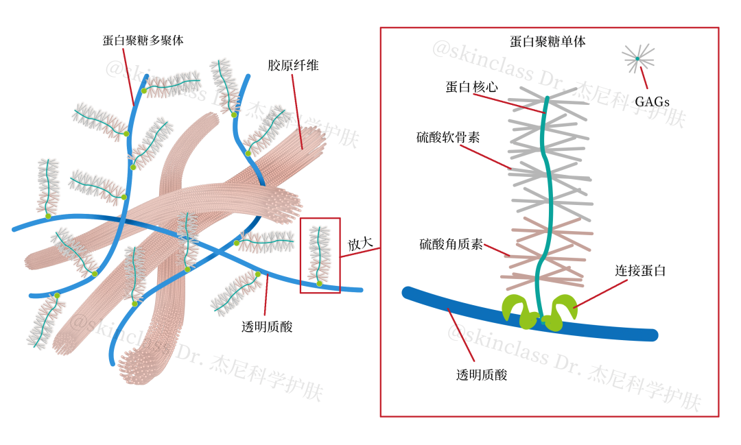 什么是细胞外基质？ - 知乎