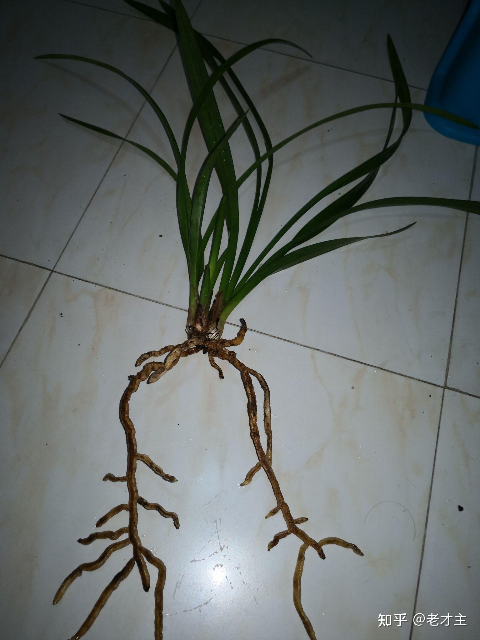 兰花的根分叉是什么原因