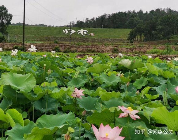 归农商城:自然农法产量、生态和效益能否做到平衡? - 知乎