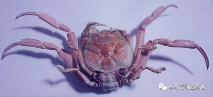 科普向蔚蓝"海洋科普创作大赛获奖作品 | 有趣的关公蟹(作者:辛本亮)