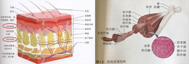 筋膜枪到底是不是智商税?我们先了解一下"筋膜"再判断(上篇)
