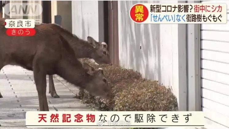 日本奈良小鹿饿到开始吃盆栽 成群上市中心撒欢 日本网友都傻眼了 知乎