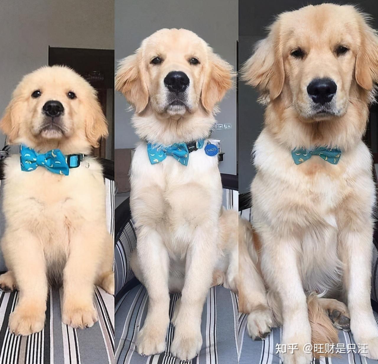 3分钟看完狗的一生你家狗几岁了