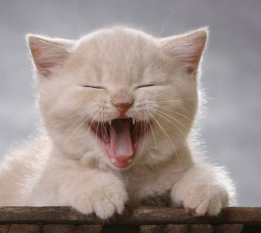 悄悄美诊聊室 从木下吃闹公馆说起 什么样的笑是发自内心的笑意盈盈 知乎