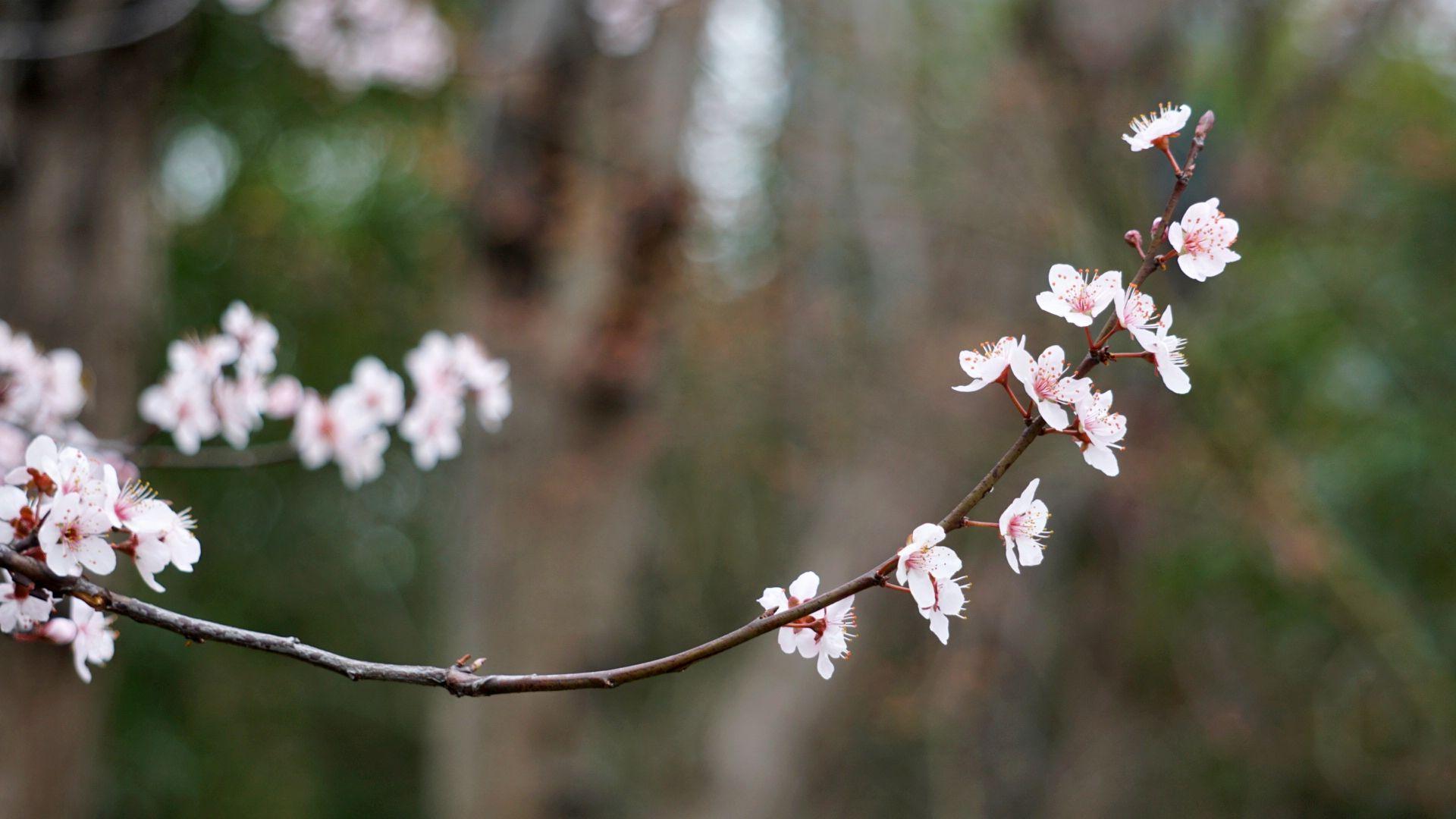 你那里的樱花开了吗