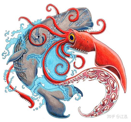抹香鲸为什么喜欢吃大王乌贼