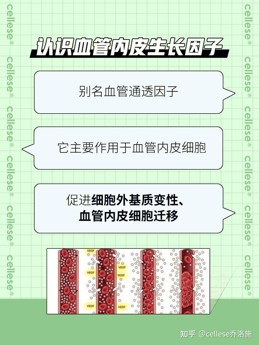血管内皮成長因子 _ 血管内皮細胞増殖因子 _ Nature ハイライト：骨の成長と血管新生は連動している – GZBWK