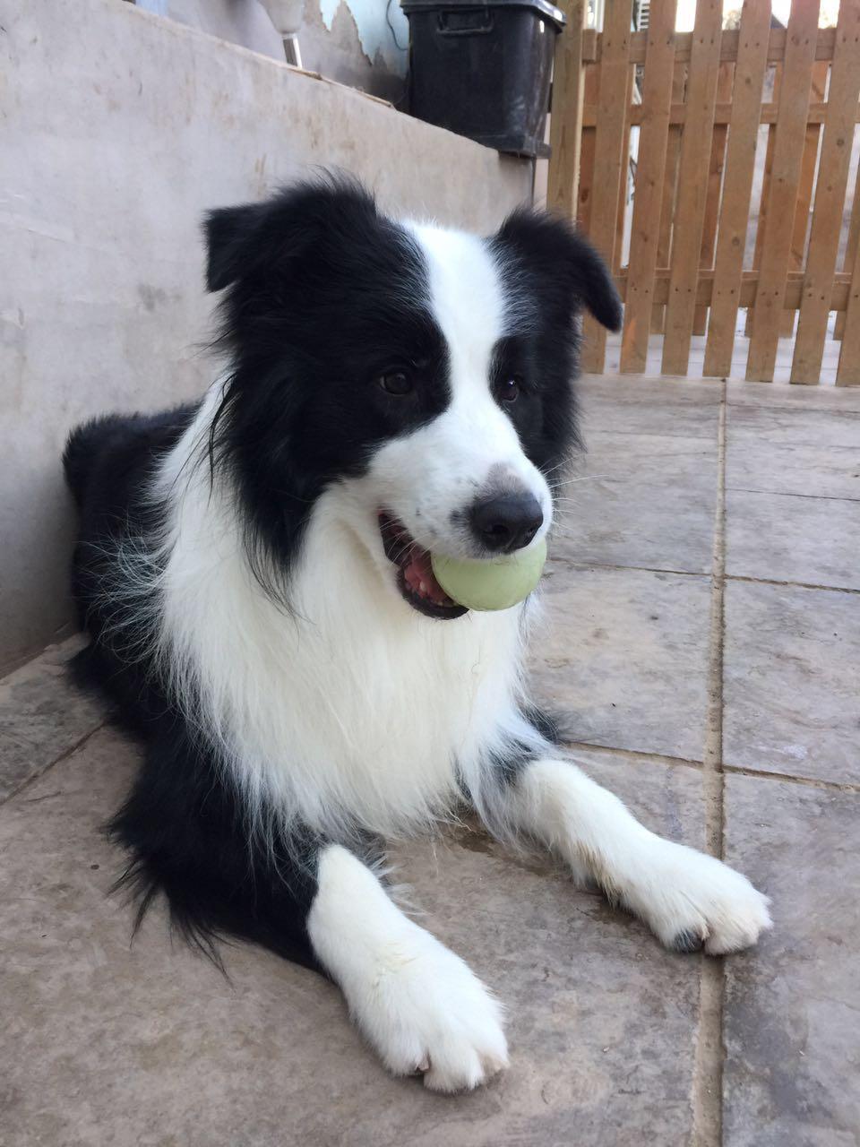 如何修剪边境牧羊犬的毛让他显得利索又帅气