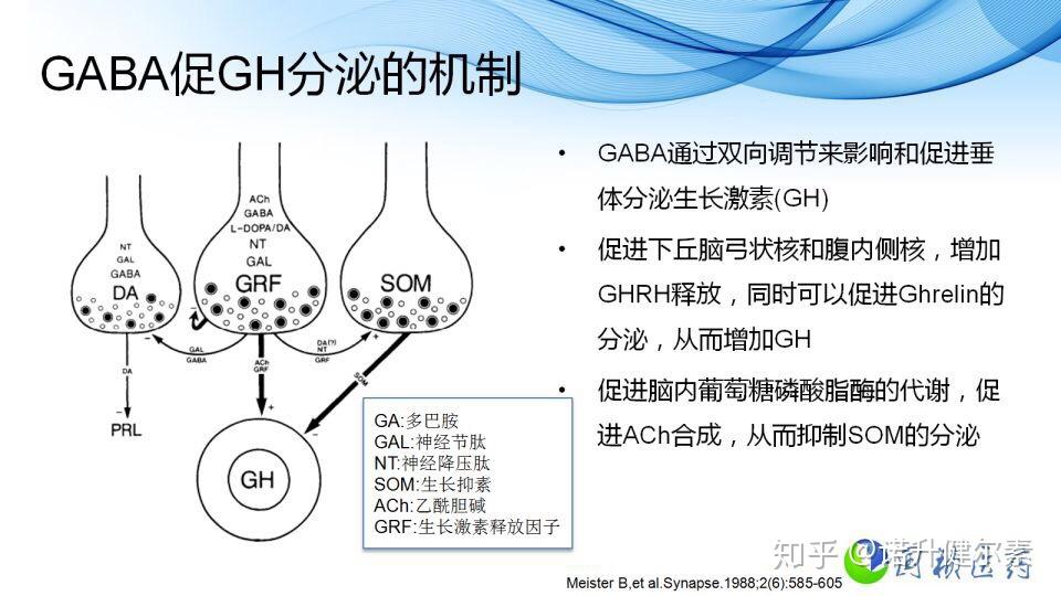 质。gaba抑制了生长抑素（ss）的分泌，从而促进了生长激素（gh）的分泌。最新矮小症治疗理念在矮小