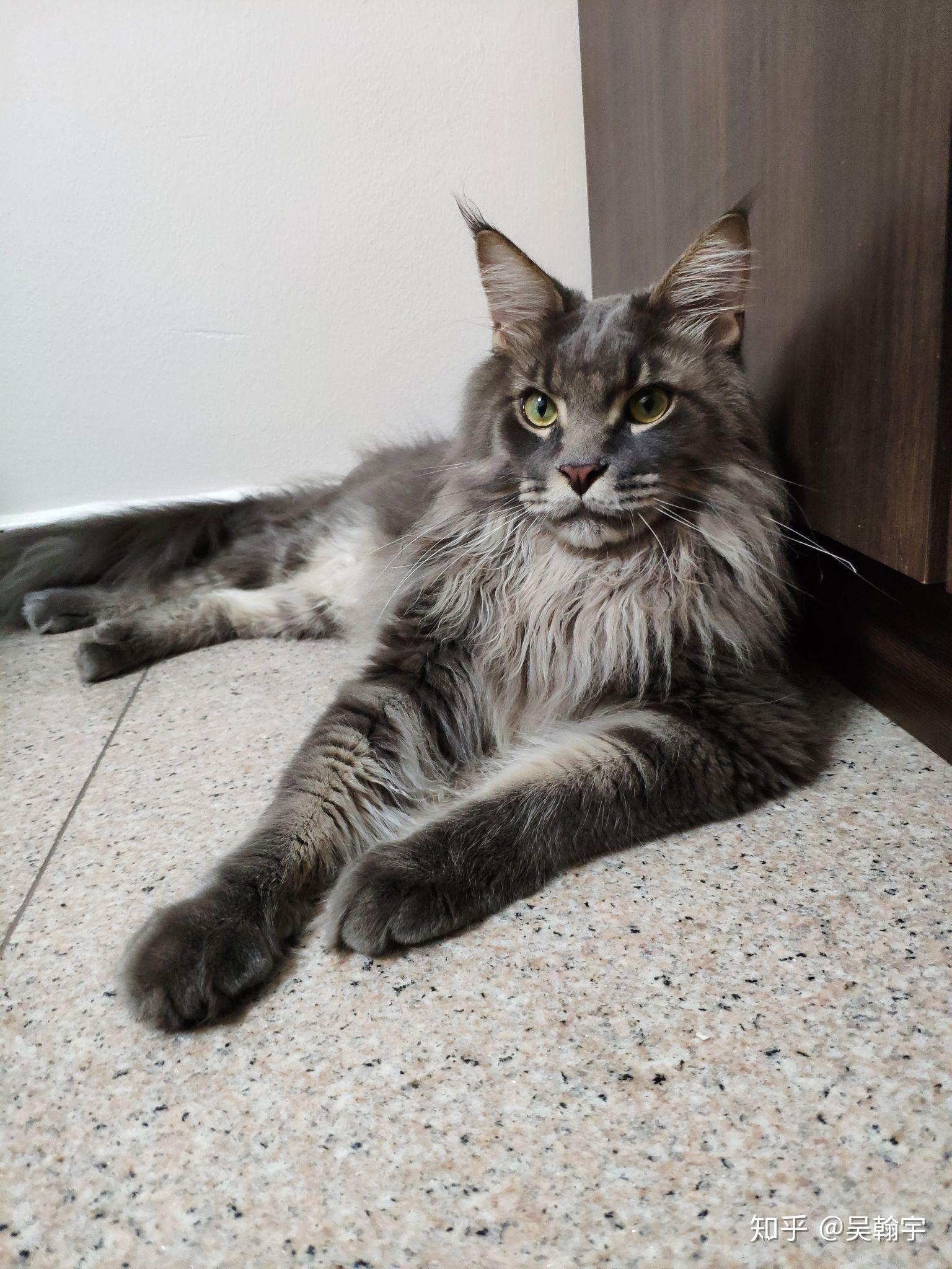 缅因猫总是喜欢咬人怎么办