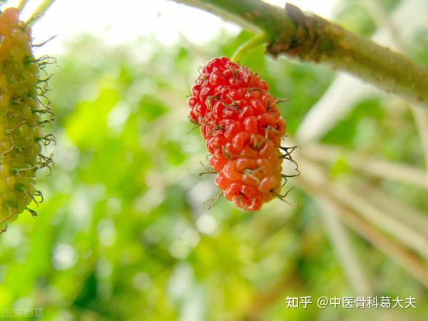 有一味中药，是颈椎病“救星”！看完明白中医智慧 - 知乎