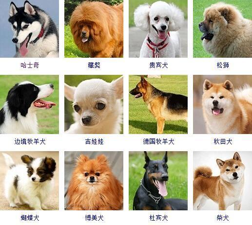 北京哪里有纯种马尔济斯多少钱一只